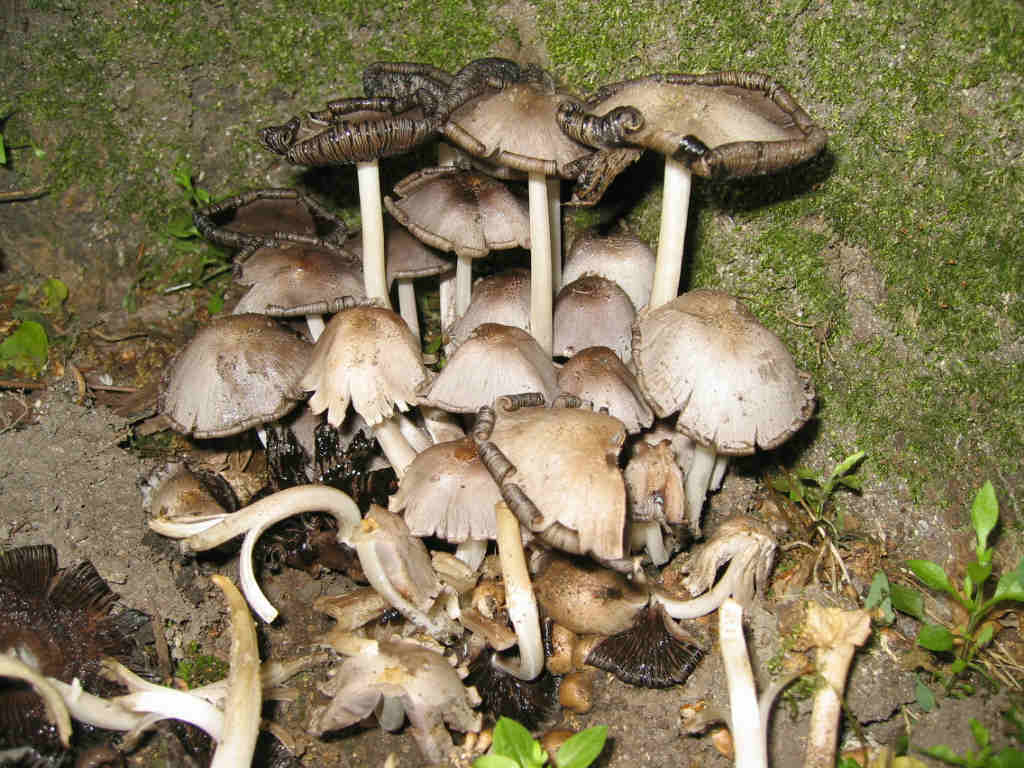 Coprinus atramentarius